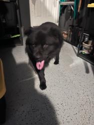 Found/Stray Unknown Dog last seen Harvest Time Lane, Inman, SC, Spartanburg County, SC 29349