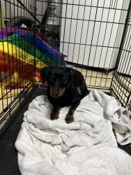 Found/Stray Male Dog last seen Rapid run park, Cincinnati, OH 45238