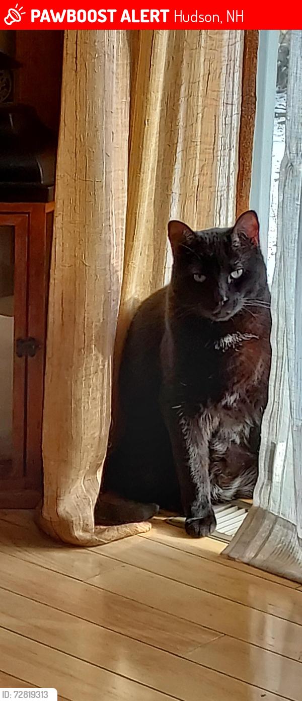Lost Male Cat last seen Greely Street, Highland Street, Hudson, NH 03051