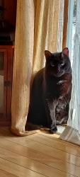 Lost Male Cat last seen Greely Street, Highland Street, Hudson, NH 03051