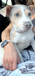 Found/Stray Female Dog last seen Ballpark Way and Randol Mill, Arlington, TX 76011