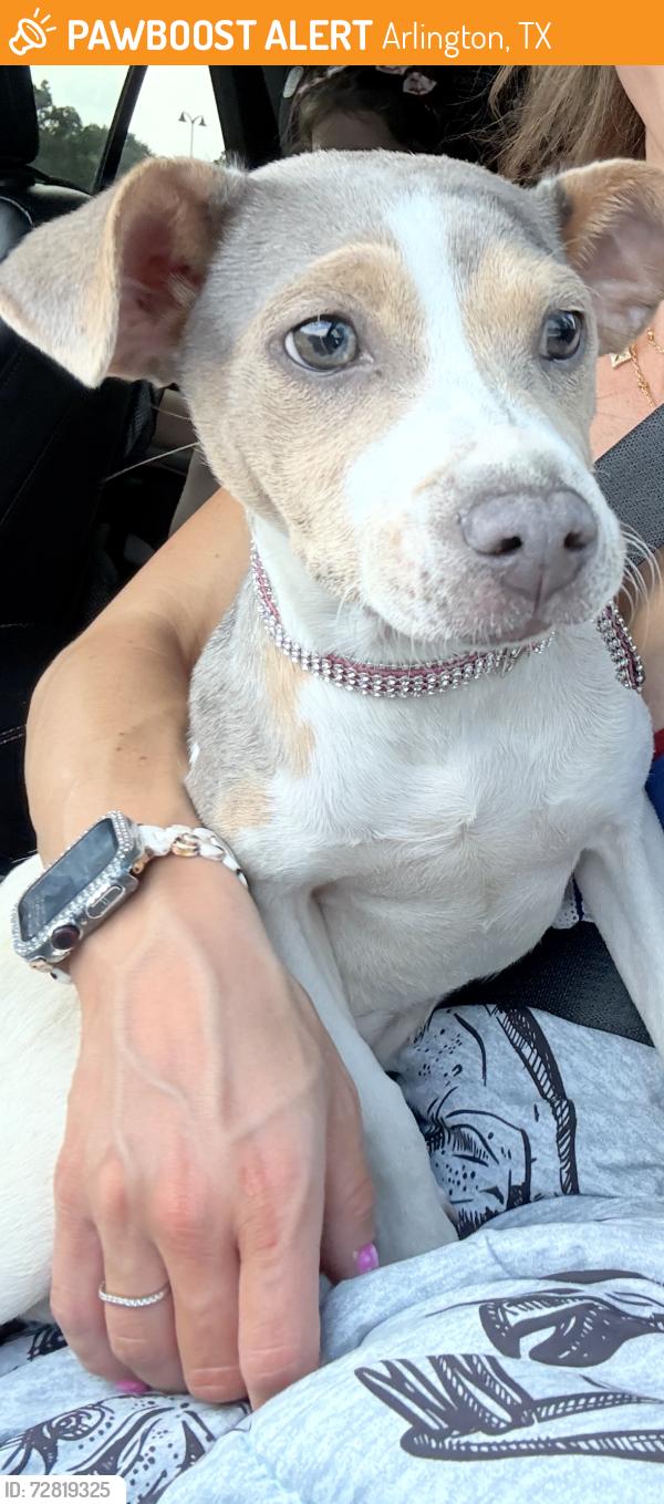 Found/Stray Female Dog last seen Ballpark Way and Randol Mill, Arlington, TX 76011