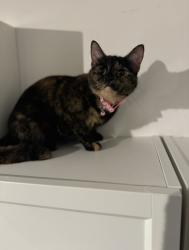 Lost Female Cat last seen Tw1, Heath Road/Lion Road , Greater London, England TW1 4BN