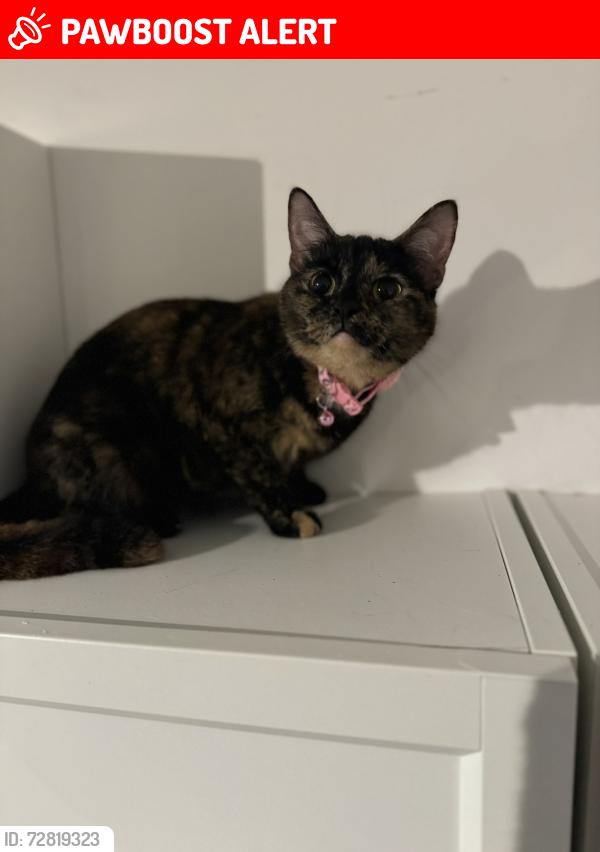Lost Female Cat last seen Tw1, Heath Road/Lion Road , Greater London, England TW1 4BN
