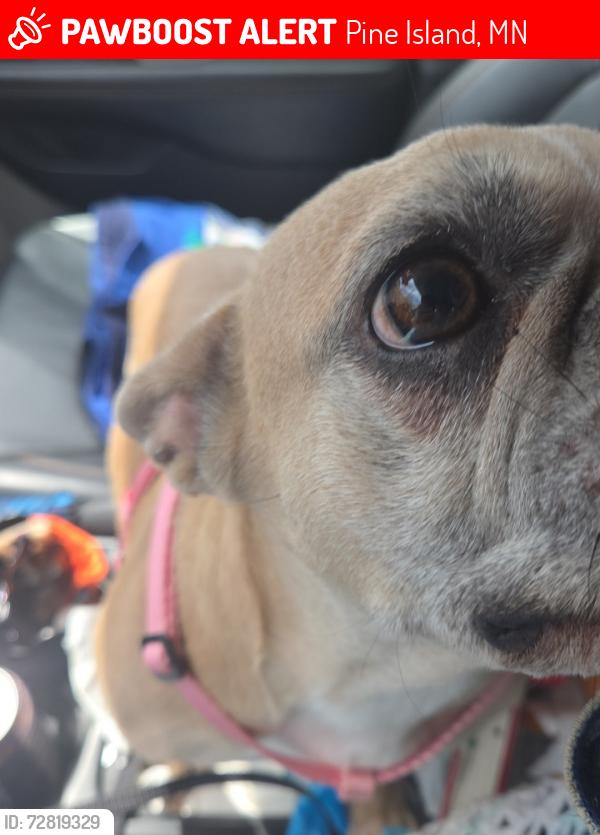 Lost Female Dog last seen Sather Court , Pine Island, MN 55963