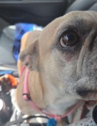 Lost Female Dog last seen Sather Court , Pine Island, MN 55963