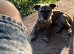 Lost Male Dog last seen Unknown , Lawrenceville, GA 30045
