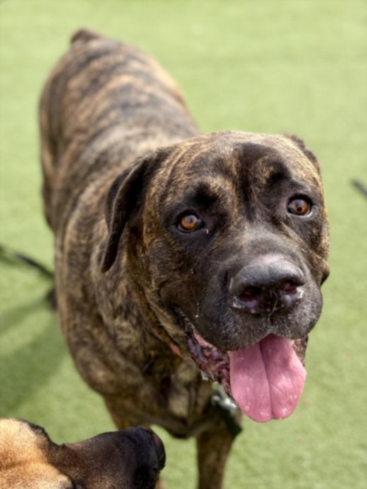 Shelter Stray Female Dog last seen , Los Angeles, CA 90025
