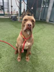 Shelter Stray Male Dog last seen , Chatsworth, CA 91311