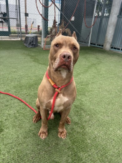 Shelter Stray Male Dog last seen , Chatsworth, CA 91311