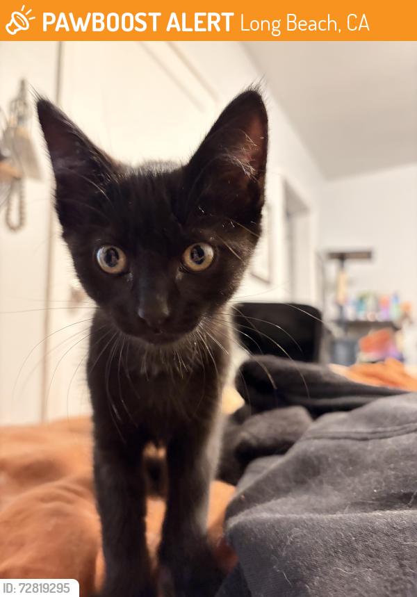 Found/Stray Unknown Cat last seen Construction site on 5th; in the building they’re building , Long Beach, CA 90802