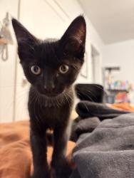 Found/Stray Unknown Cat last seen Construction site on 5th; in the building they’re building , Long Beach, CA 90802