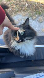 Lost Female Cat last seen Morgan rd Bessemer Alabama , Bessemer, AL 35022