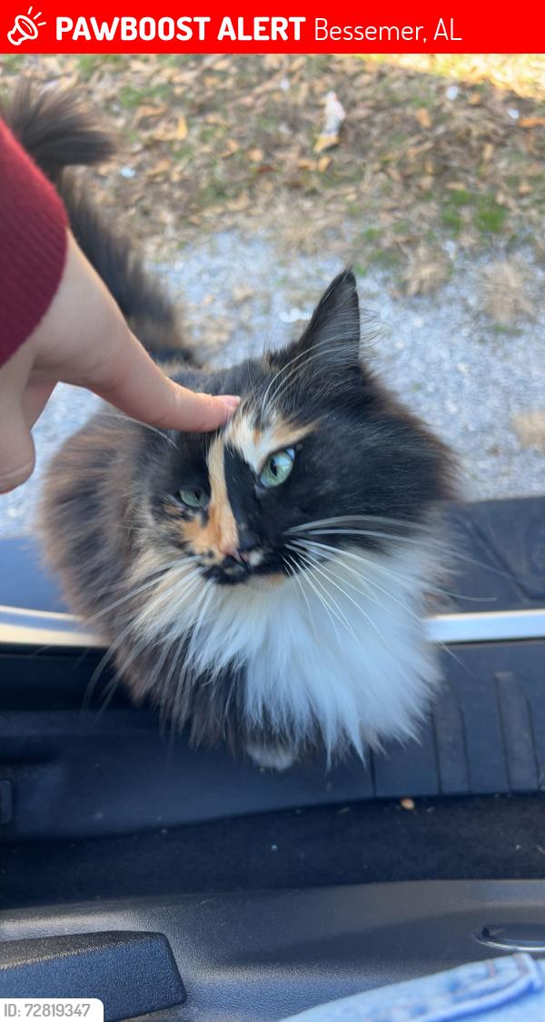 Lost Female Cat last seen Morgan rd Bessemer Alabama , Bessemer, AL 35022