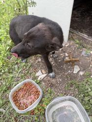 Found/Stray Unknown Dog last seen Walters & Houston , San Antonio, TX 78202