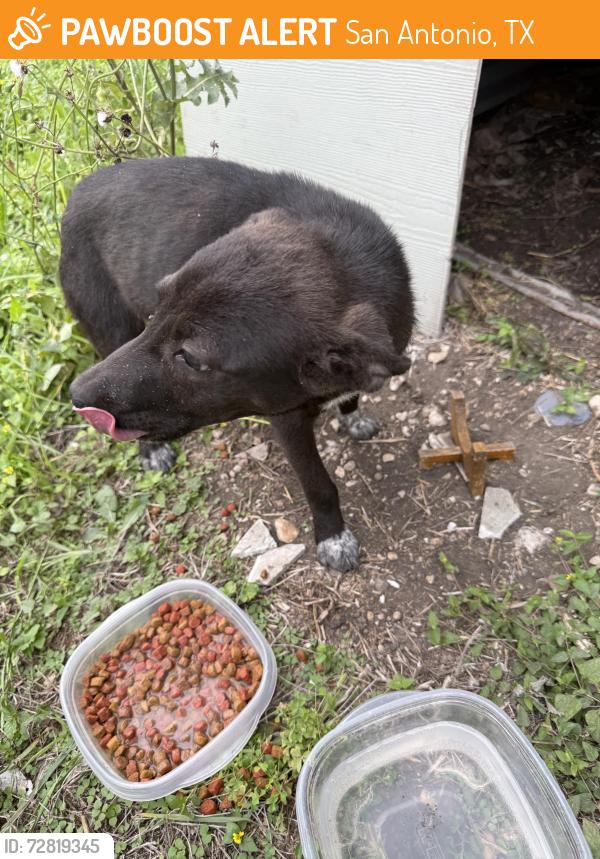 Found/Stray Unknown Dog last seen Walters & Houston , San Antonio, TX 78202