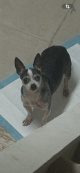 Lost Male Dog last seen Near Christina woods ct Newark de, Newark, DE 19702