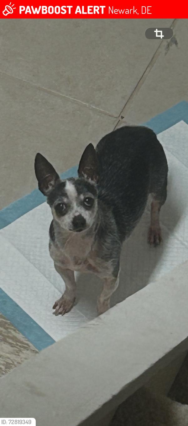 Lost Male Dog last seen Near Christina woods ct Newark de, Newark, DE 19702