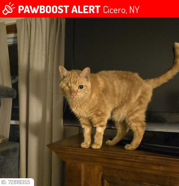 Lost Male Cat last seen Cordero Drive and Snowshoe Trail, Cicero, NY 13039