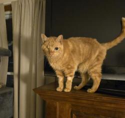 Lost Male Cat last seen Cordero Drive and Snowshoe Trail, Cicero, NY 13039