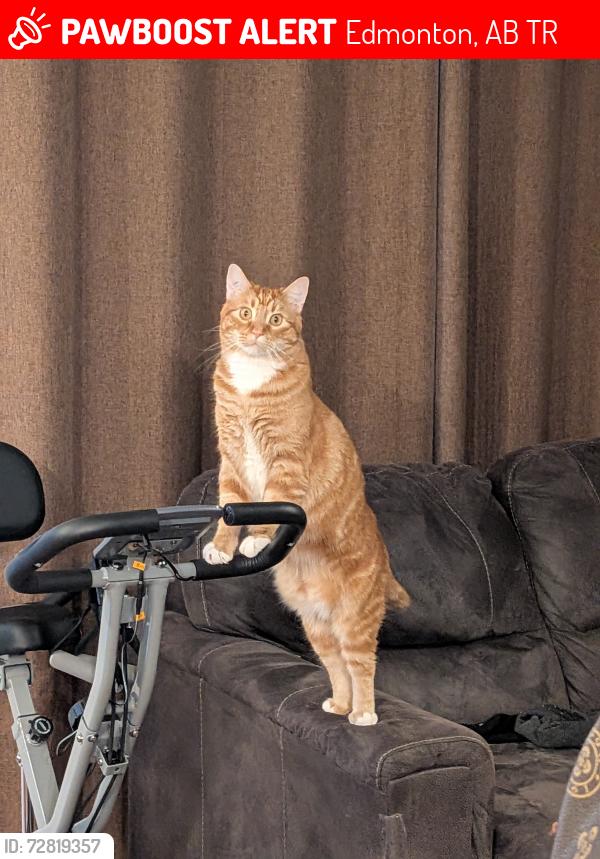 Lost Male Cat last seen Near St NW, Edmonton, AB T6R