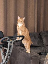 Lost Male Cat last seen Near St NW, Edmonton, AB T6R