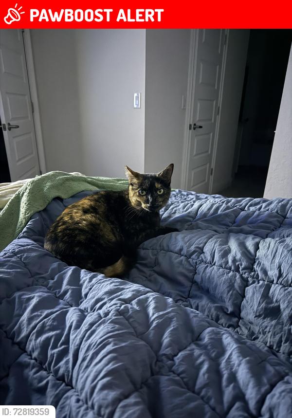 Lost Female Cat last seen Barnevelde , Hernando County, FL 34614