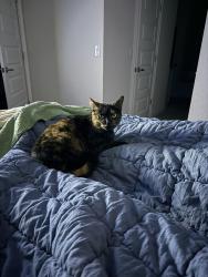 Lost Female Cat last seen Barnevelde , Hernando County, FL 34614