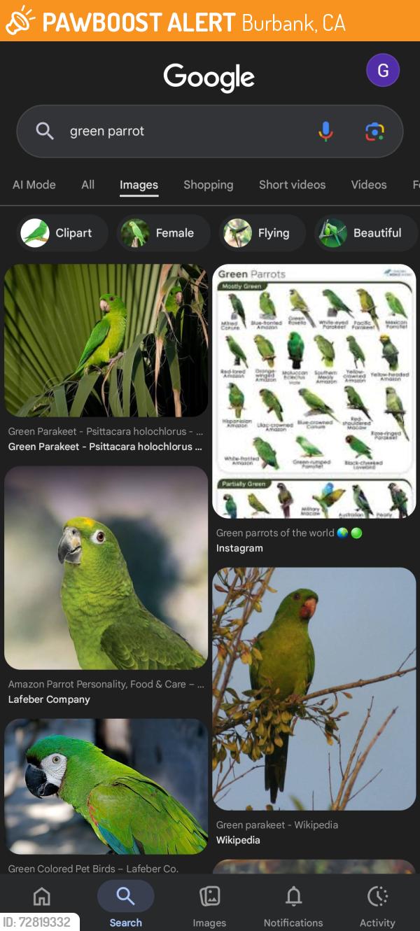 Found/Stray Unknown Bird last seen Near N Buena Vista St, Burbank, CA 91505, Burbank, CA 91505