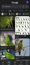 Found/Stray Unknown Bird last seen Near N Buena Vista St, Burbank, CA 91505, Burbank, CA 91505
