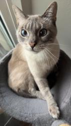 Lost Male Cat last seen Meadows park, Clinton, UT 84015