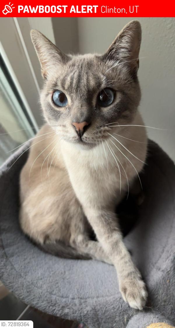 Lost Male Cat last seen Meadows park, Clinton, UT 84015
