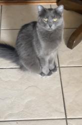 Lost Male Cat last seen Caseys on HWY 47, Winfield, MO 63389