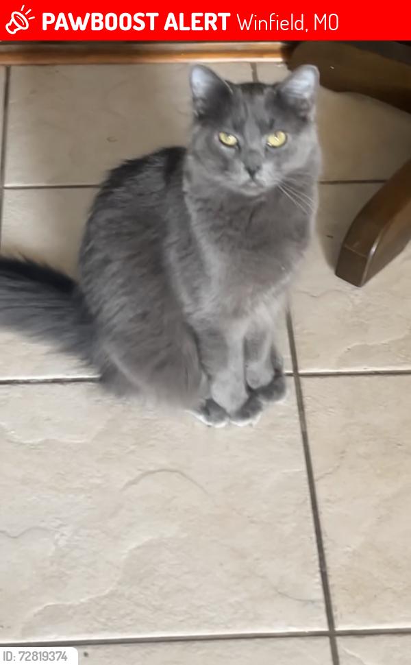 Lost Male Cat last seen Caseys on HWY 47, Winfield, MO 63389