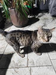 Found/Stray Male Cat last seen Pebble Creek Road Winston Salem , Winston-Salem, NC 27107