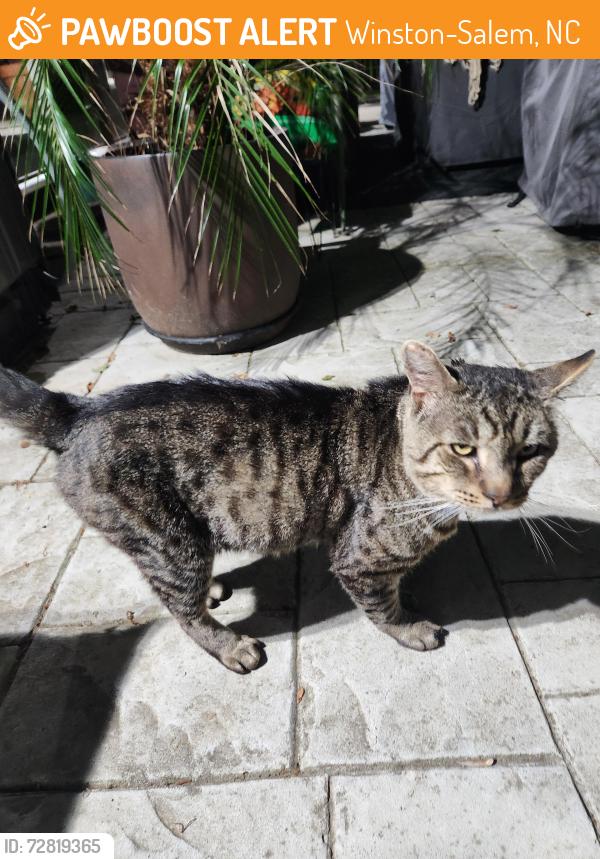 Found/Stray Male Cat last seen Pebble Creek Road Winston Salem , Winston-Salem, NC 27107