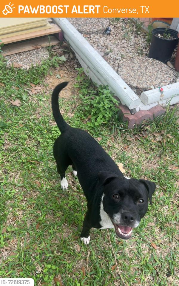 Found/Stray Female Dog last seen By neighborhood Loma Alta, Converse, TX 78109