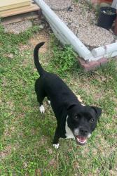 Found/Stray Female Dog last seen By neighborhood Loma Alta, Converse, TX 78109