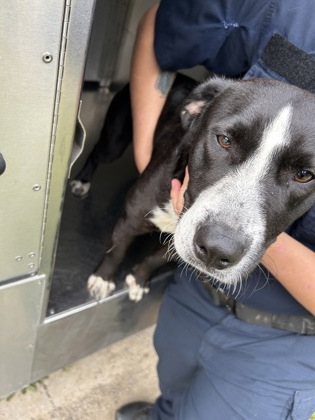Shelter Stray Female Dog last seen , TX , Fort Worth, TX 76119