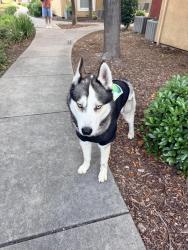 Found/Stray Male Dog last seen Near El Centro Rd, Sacramento, CA 95834
