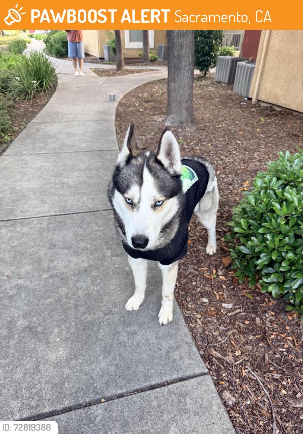 Found/Stray Male Dog last seen Near El Centro Rd, Sacramento, CA 95834