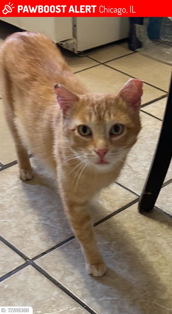 Lost Male Cat last seen Spaulding  and 60th St , Chicago, IL 60629