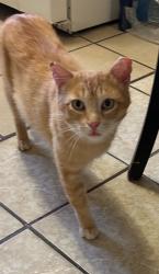 Lost Male Cat last seen Spaulding  and 60th St , Chicago, IL 60629