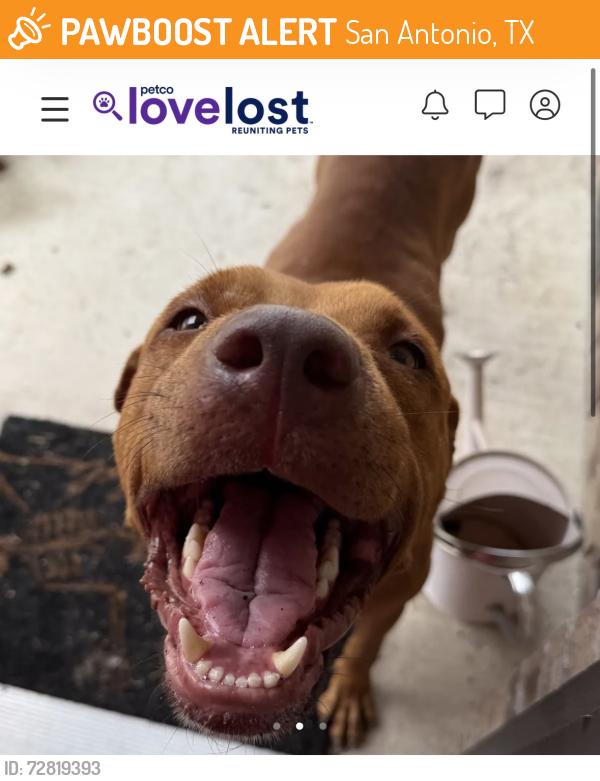 Found/Stray Male Dog last seen Hibiscus Falls/Pumpkin Cove, San Antonio, TX 78218