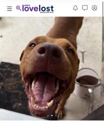 Found/Stray Male Dog last seen Hibiscus Falls/Pumpkin Cove, San Antonio, TX 78218