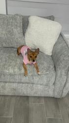 Lost Female Dog last seen 17th Pl de cape coral, Kissimmee, FL 34744