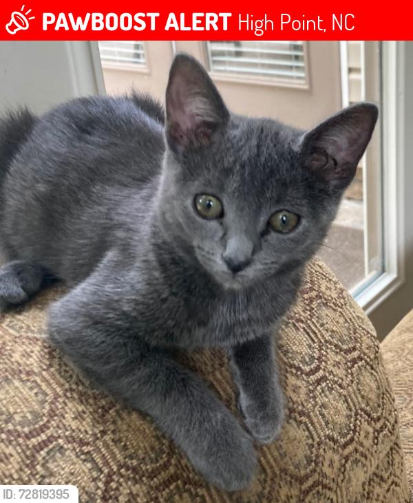 Lost Female Cat last seen Briarwood Ave and Payne Road, High Point, NC 27265