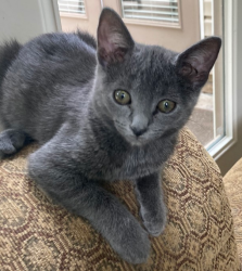 Lost Female Cat last seen Briarwood Ave and Payne Road, High Point, NC 27265