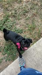 Lost Female Dog last seen South , Elmendorf, TX 78112