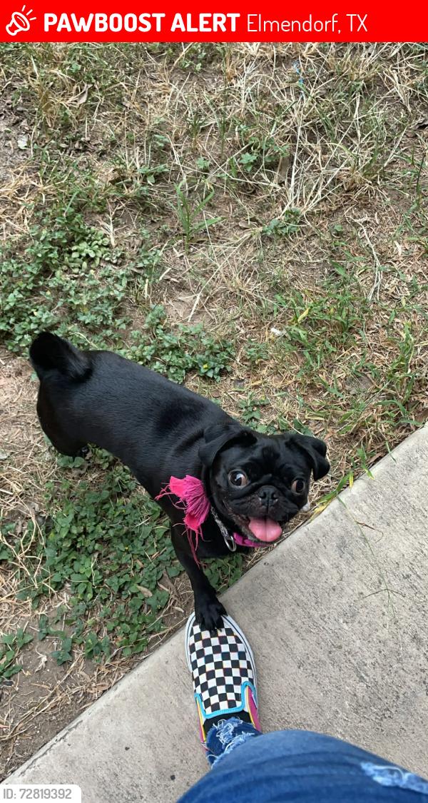 Lost Female Dog last seen South , Elmendorf, TX 78112